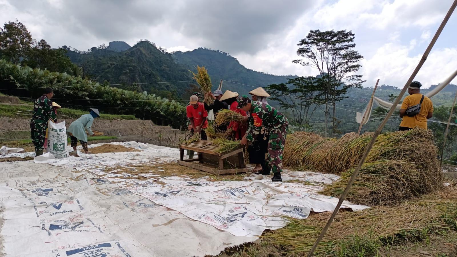 Danramil Wanayasa Dampingi Petani Panen Padi Wujud Dukungan Program Ketahanan Pangan
