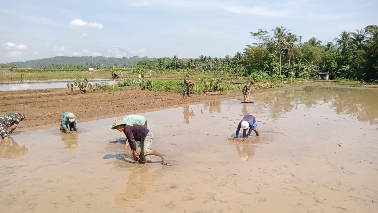 Danramil Purwanegara Dampingi Petani Olah Lahan Sawah