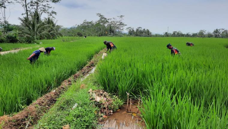 Koramil 03 Wanadadi Bersama Petani Laksanakan Matun Untuk Dukung Ketahanan Pangan