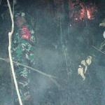 Kebakaran Lahan Pinus Perhutani di Desa Panerusan Wetan Luas Sekitar 1 Hektare